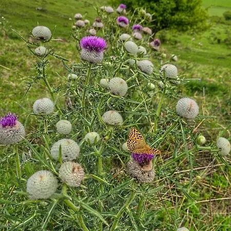 Clara Valis - Dolany