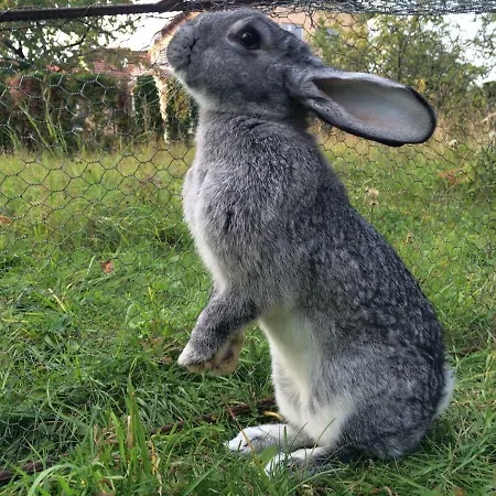 Clara Valis - Feriehus *