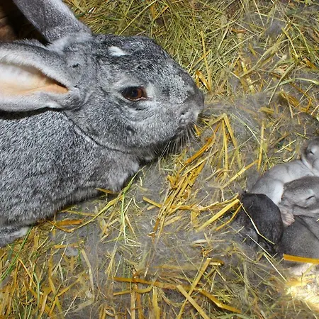 Clara Valis - Vakantiehuis *